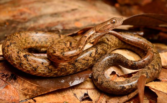 Безобидна змия променя формата на зениците си, за да прилича на смъртоносна