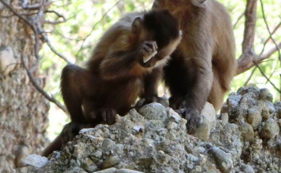 Маймуни, а не хора, може да са направили първите каменни сечива (видео)