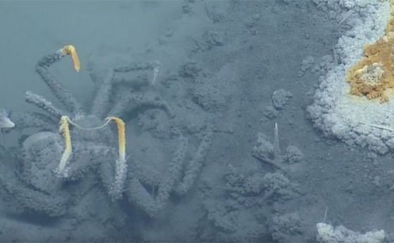 "Джакузи на отчаянието" - солено езеро под океана убива всичко (видео)