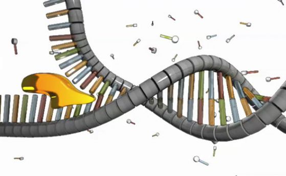 ДНК може да бъде четворна спирала