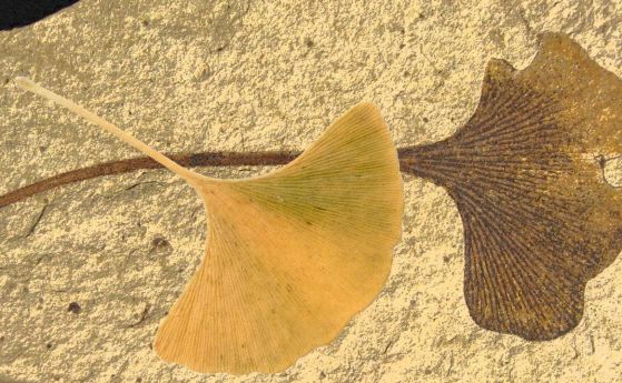Разшифрован е геномът на гинко, най-древното съвременно растение на Земята (видео)