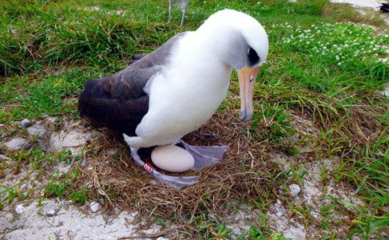 Най-старата птица в света отново ще стане майка