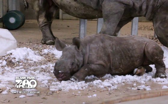Бебе носорог вижда сняг за първи път (видео)