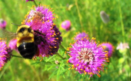 За първи път няколко вида пчели са обявени за застрашени в САЩ (видео)