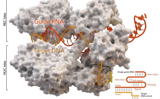 Във вирус откриха протеини, които се противопоставят на метода за генно редактиране CRISPR/Cas9