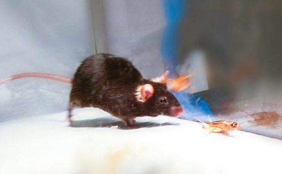 Мишките се превръщат в убийци, когато мозъчните им вериги се задействат с лазер (видео)