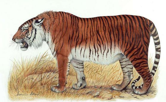 Учените планират да възкресят каспийския тигър