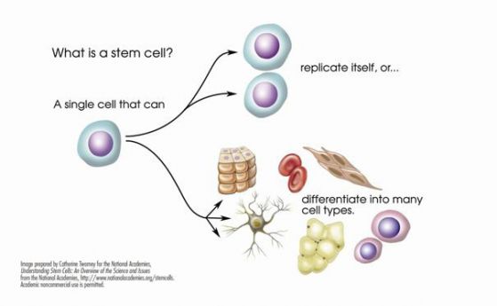 Чудесата и метаморфозите на стволовите клетки