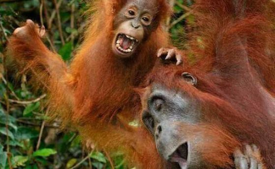 В писъците на орангутаните се съдържат зачатъците на първите човешки думи (видео)