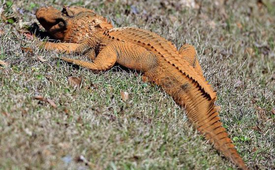 Тръмпагатор: Странен яркооранжев алигатор е забелязан в Южна Каролина