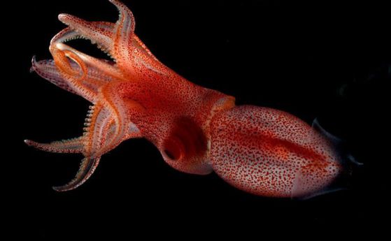 Защо дълбоководните калмари имат едно голямо изпъкнало око и едно малко око (видео)