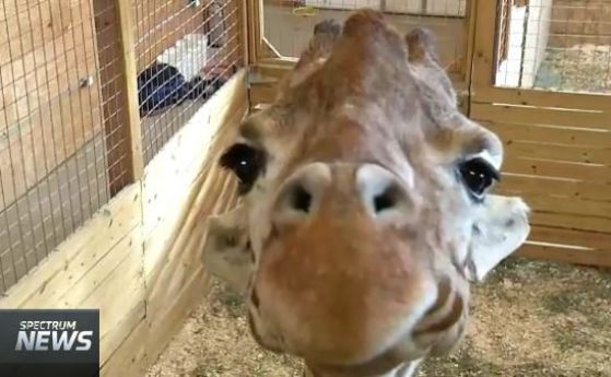 На живо: раждането на жирафче (видео)