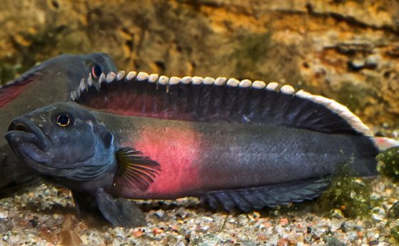Смъртоносните африкански бързеи са оформили нови видове риби
