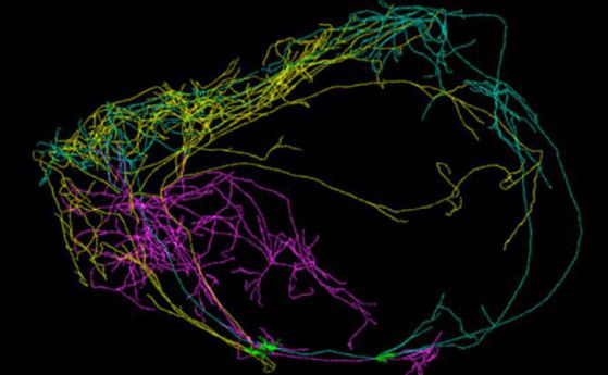 Откриха гигантски неврон, вероятно дом на човешкото съзнание