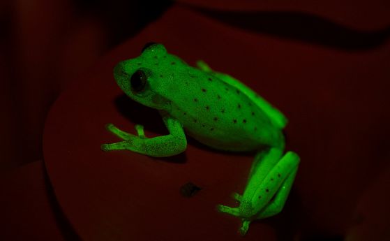 Откриха първата в света естествено флуоресцираща жаба
