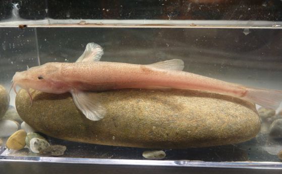 Еволюция на живо: Откриха първата пещерна риба в Европа (видео)