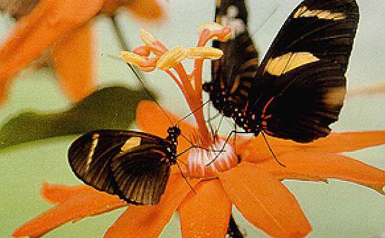 Войната на цветята и пеперудите