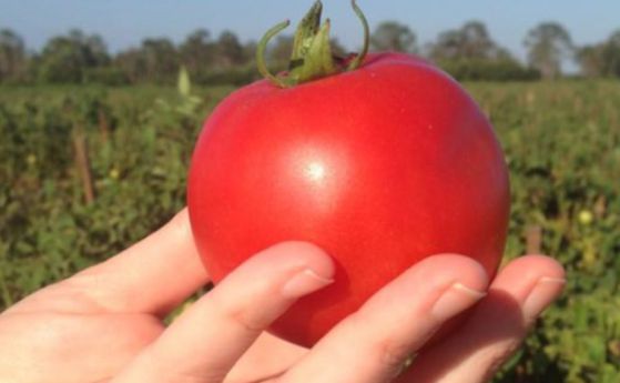 Отгледаха ГМО домати без семки и без нужда от опрашване (видео)