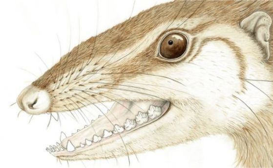 Откриха бозайник от времето на динозаврите с млечни зъби