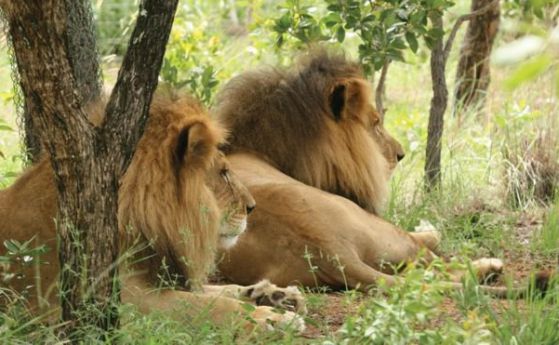 Спасени от цирк лъвове бяха убити от бракониери в Южна Африка (видео)