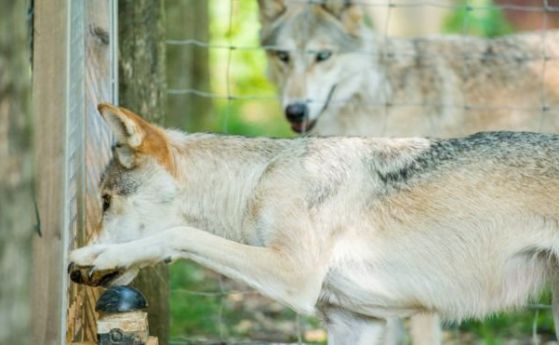 Вълците и кучетата притежават усещане за честна игра