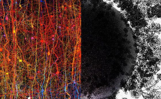 Мозъкът може да създаде структури с 11 измерения (видео)