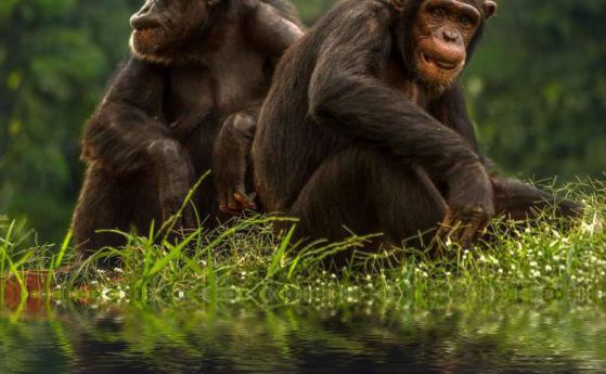 Разкриха тайната на "свръхсилата" на шимпанзетата