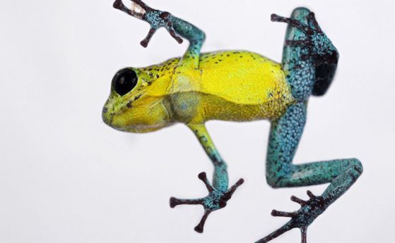 Вид жаба има различни и впечатляващи цветове на всеки отделен остров