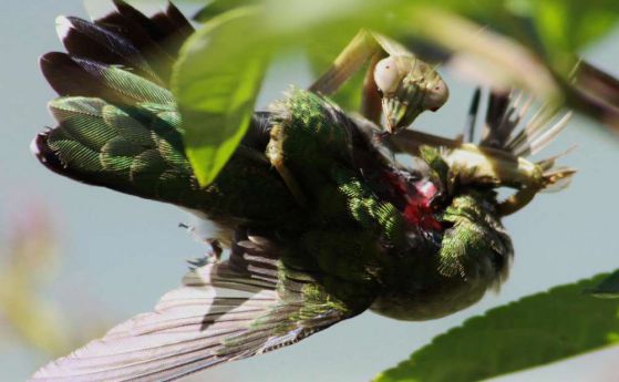 Богомолките убиват птици по всички континенти