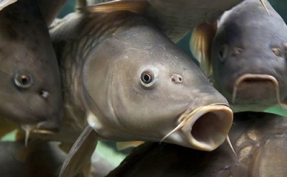 Заради токсичната супа в канализацията мъжките риби носят хайвер в тестисите си