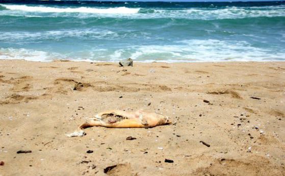 Смъртните случаи на черноморските делфинчета са заради морбили