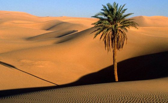 Пустинята Сахел може в следващите сто години да се превърне в савана