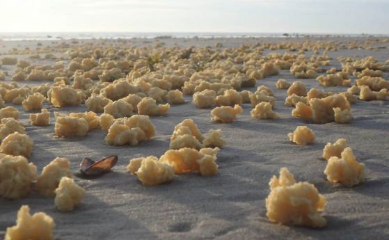 Странни жълти порести топки покриха френските плажове