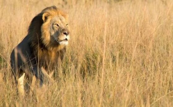 Ксанда, синът на лъва Сесил, също е убит от ловец (видео)