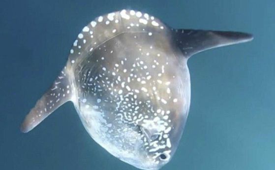 Открит е нов вид риба луна от най-големите костни риби, тежаща 2 тона (видео)