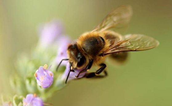Пчелите са първите насекоми, които разбират идеята за нулата