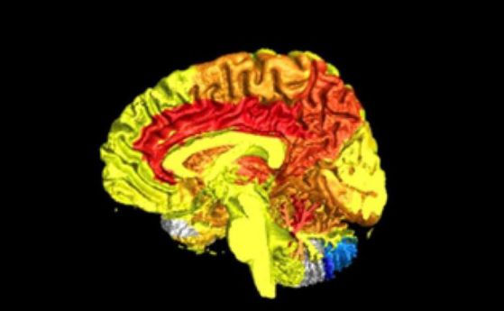 Томография разкрива разликите в мозъчната активност при мъжете и жените