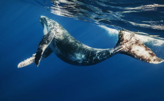 Сините китове вече си общуват по друг начин в шумния океан (видео)