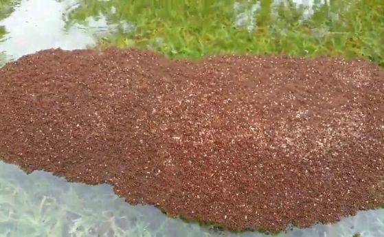 Салове от колонии огнени мравки плават във водите, покрили Хюстън (видео)