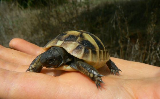Единственият в България център за спасяване на костенурки стана на 10 години