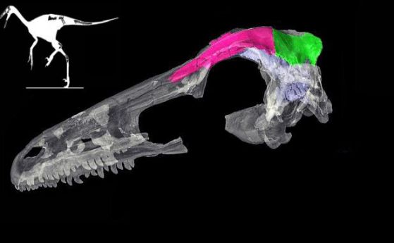 Как са еволюирали динозаврите в птици? Изкопаемите черепи разкриват всичко (видео)