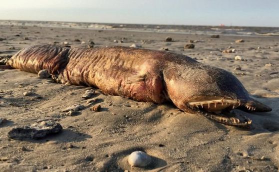 Загадъчно морско същество с остри зъби е изхвърлено на тексаски плаж след урагана Харви  (видео)