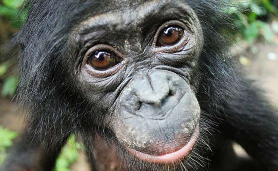 Шимпанзетата бонобо помагат на непознати маймуни, без да имат изгода