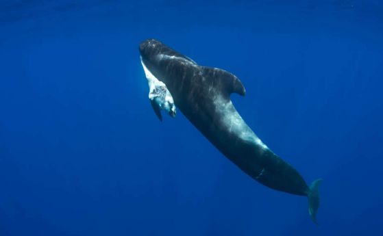 Най-тъжната история за мама кит и мъртвото й новородено (видео)