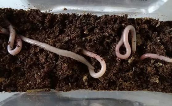 Земните червеи се чувстват добре в марсианска почва (видео)