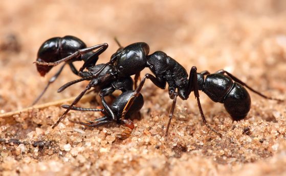 Мравките лекуват своите ранени събратя (видео)