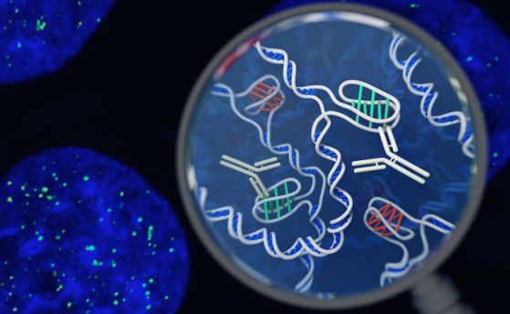 Открита е нова форма на ДНК в човешките клетки