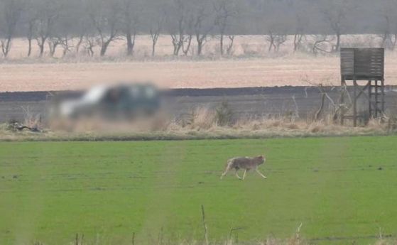 Ловец застреля единствената вълчица в Дания (видео)