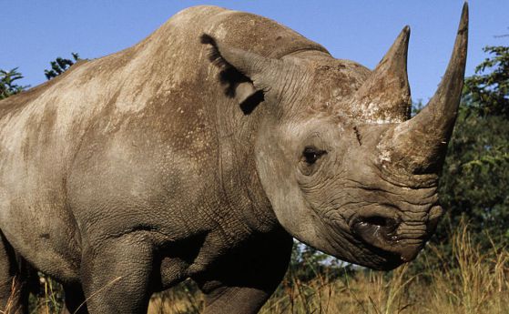 Черните носорози се завръщат в Чад след 50 години (видео)