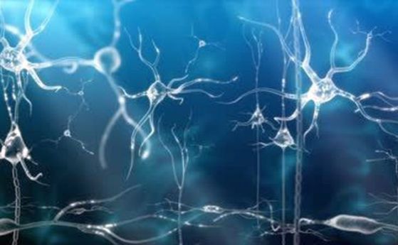 По-умните хора имат по-малко връзки между невроните в мозъка си